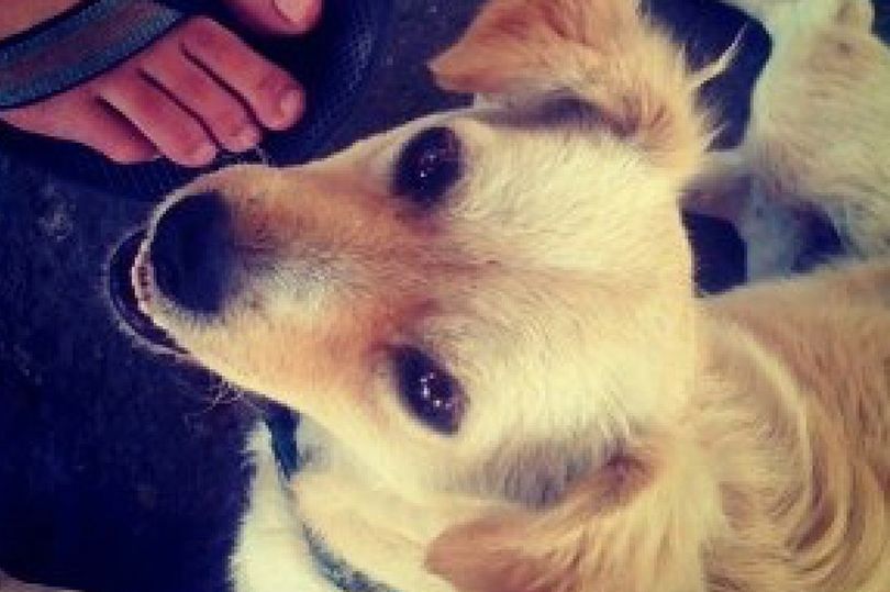 Instagram’s journey from one dog photo to $100billion business in just 10 years